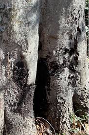 Attēlu rezultāti vaicājumam “Kretzschmaria deusta”