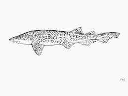 Image result for Poroderma pantherinum