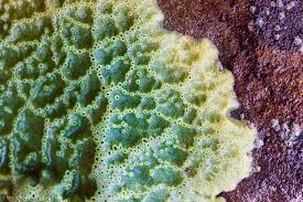 Attēlu rezultāti vaicājumam “Badhamia panicea”