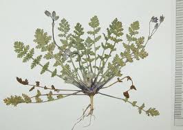 Attēlu rezultāti vaicājumam “Erodium cicutarium”