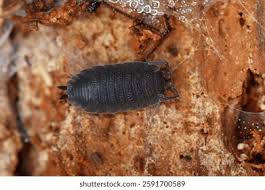 Attēlu rezultāti vaicājumam “Bolitophagus reticulatus imago”