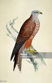 Image result for Milvus milvus