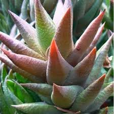 Image result for Haworthia mix