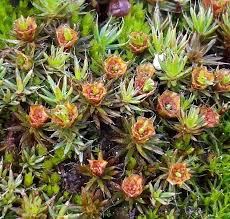 Attēlu rezultāti vaicājumam “Pogonatum dentatum macro”