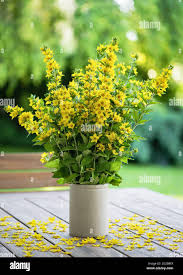 Attēlu rezultāti vaicājumam “Lysimachia punctata flower”