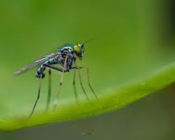Attēlu rezultāti vaicājumam “Dolichopodidae”