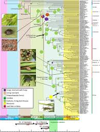 Attēlu rezultāti vaicājumam “Alloeotomus sp.”