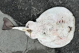 Image result for Tetronarce nobiliana