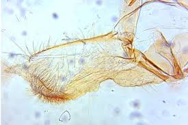 Attēlu rezultāti vaicājumam “Acleris aspersana”