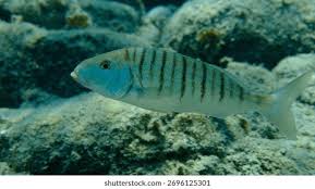 Image result for Lithognathus mormyrus