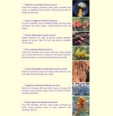 Attēlu rezultāti vaicājumam “Lycogala ustulatum young”