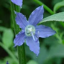Image result for Campanula americana
