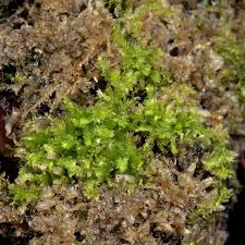 Attēlu rezultāti vaicājumam “Cephalozia bicuspidata”