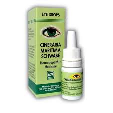 Image result for Cineraria maritima