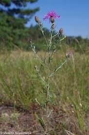 Attēlu rezultāti vaicājumam “Centaurea stoebe fruit”