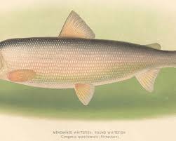 Image result for Coregonus huntsmani