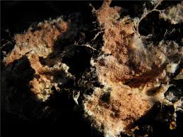 Attēlu rezultāti vaicājumam “Steccherinum fimbriatum”