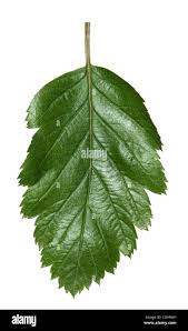Attēlu rezultāti vaicājumam “Sorbus intermedia leaf”