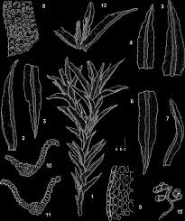 Attēlu rezultāti vaicājumam “Didymodon tophaceus”