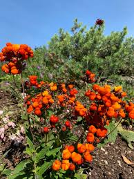 Image result for Calceolaria integrifolia