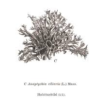 Attēlu rezultāti vaicājumam “Anaptychia ciliaris”