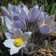 Attēlu rezultāti vaicājumam “Pulsatilla patens flower”