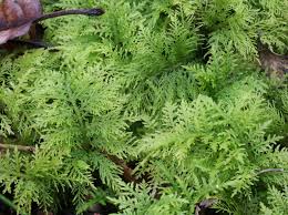 Attēlu rezultāti vaicājumam “Thuidium tamariscinum”