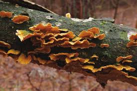 Attēlu rezultāti vaicājumam “Junghuhnia pseudozilingiana”