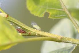 Attēlu rezultāti vaicājumam “Psylla alni”