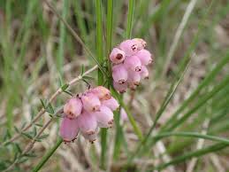 Attēlu rezultāti vaicājumam “Erica tetralix”
