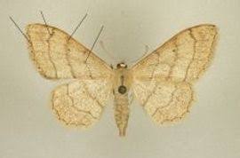 Attēlu rezultāti vaicājumam “Idaea straminata”