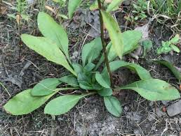 Attēlu rezultāti vaicājumam “Trichia erecta stalked”