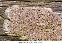 Attēlu rezultāti vaicājumam “Lecanora chlarotera”