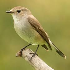 Image result for Ficedula albicilla