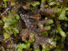 Attēlu rezultāti vaicājumam “Frullania tamarisci”