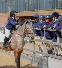 Image result for Chiddingfold Branch Of The Pony Club