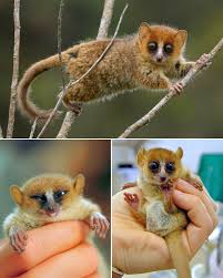 lemur ile ilgili görsel sonucu