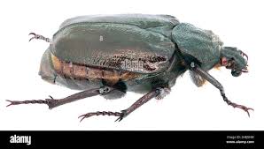 Attēlu rezultāti vaicājumam “Osmoderma barnabita”