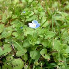 Attēlu rezultāti vaicājumam “Veronica persica”