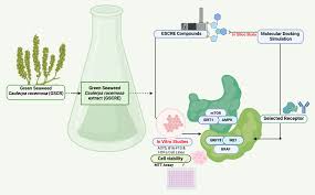 Attēlu rezultāti vaicājumam “Lycogala asperum macro”