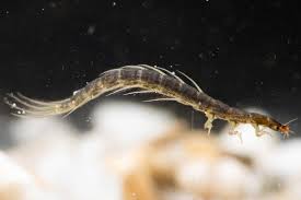 Attēlu rezultāti vaicājumam “Gyrinidae”