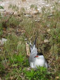 Attēlu rezultāti vaicājumam “Sterna hirundo adult”