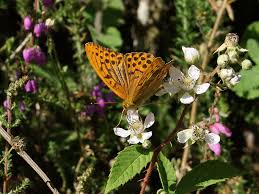 Attēlu rezultāti vaicājumam “Argynnis paphia male”