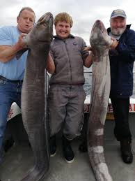 Image result for British Conger Club