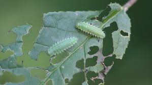 Attēlu rezultāti vaicājumam “Gonioctena”