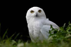 Image result for Bubo scandiacus