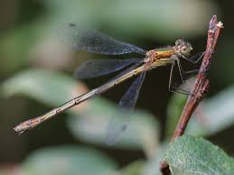 Attēlu rezultāti vaicājumam “Lestes sponsa”