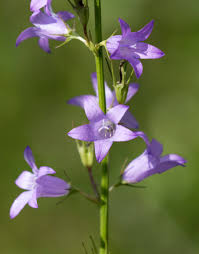 Image result for Campanula rapunculus