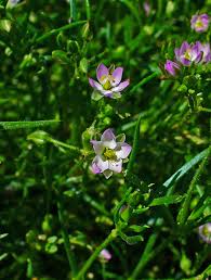 Attēlu rezultāti vaicājumam “Spergularia rubra”