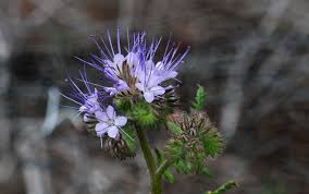 Attēlu rezultāti vaicājumam “Phacelia tanacetifolia”